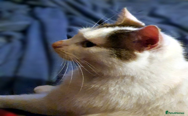 Domestic Shorthair cats - Advert 1