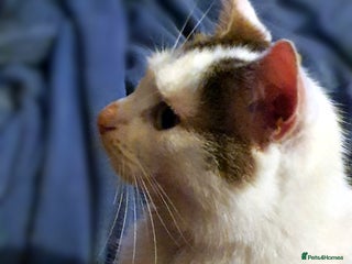 Domestic Shorthair cats - Advert 3