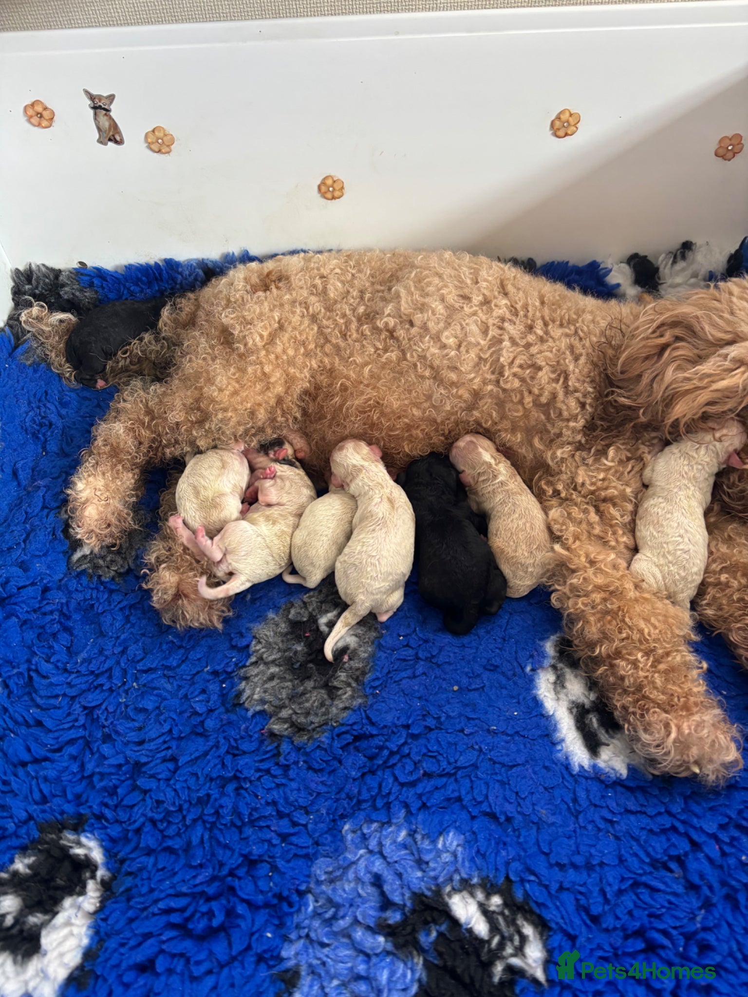 Cavapoo dogs for sale: Stunning Cavapoo puppies - Advert 10