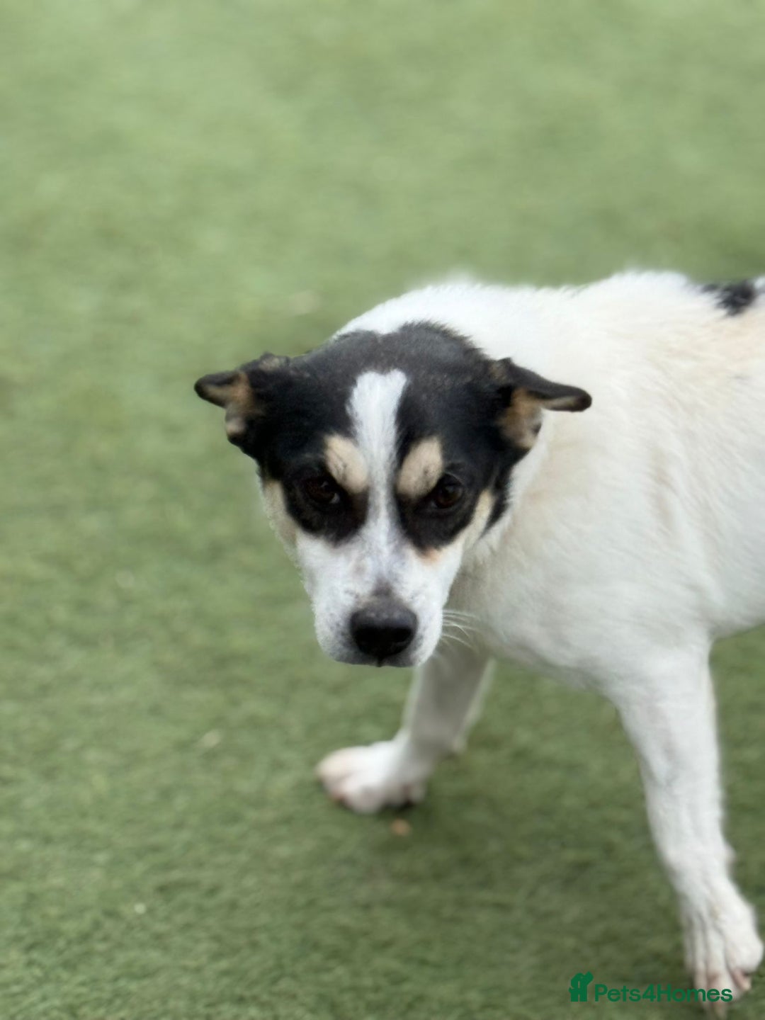 Mixed Breed dogs for adoption: Gorgeous Dylan needs a home! - Image 12