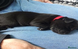 Springador dogs for sale: Springador Puppies - Image 7