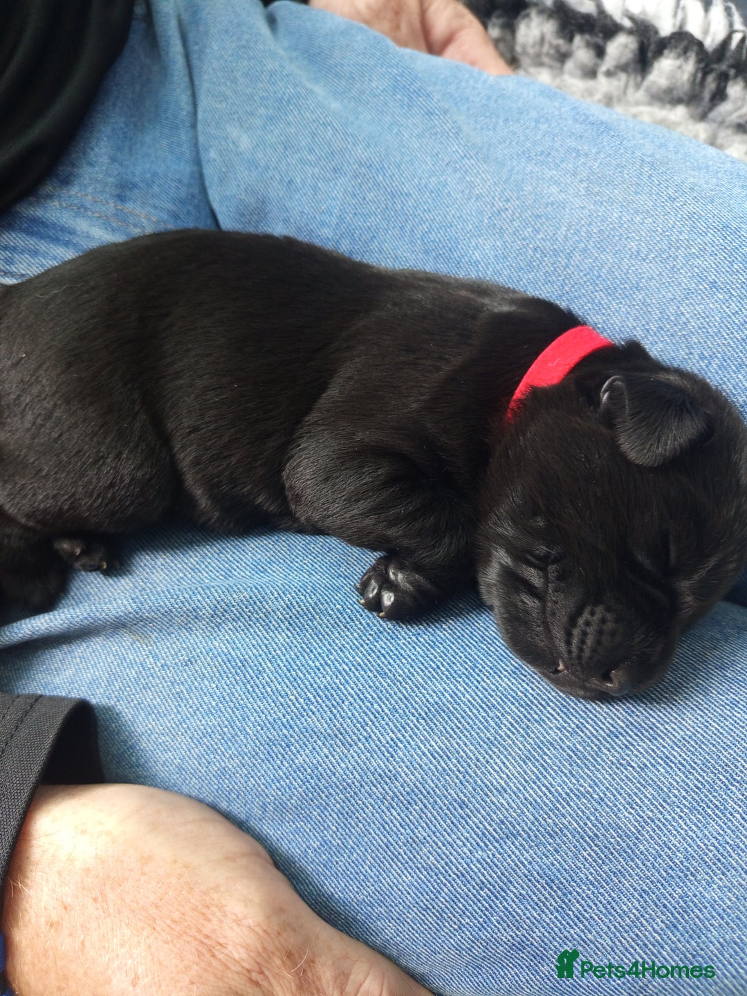 Springador dogs for sale: Springador Puppies - Image 7