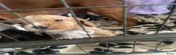 Cocker Spaniel dogs for sale: 4 Working Cocker Spaniel Puppies - Advert 22