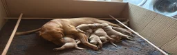 Labrador Retriever dogs for sale: Gorgeous Fox Red Labrador Puppies. - Advert 16