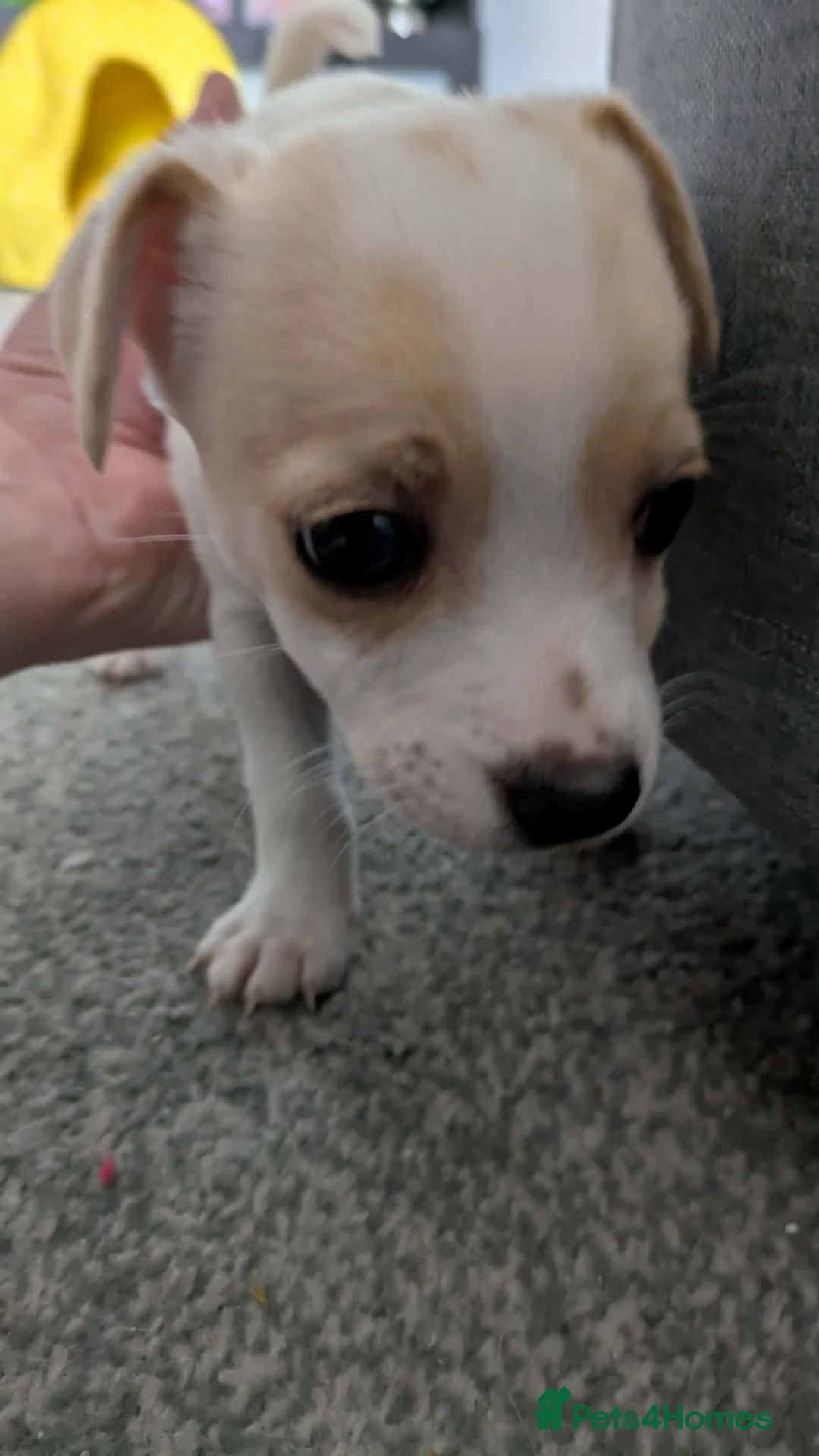 Jack Russell dogs for sale: Jack russel puppy - Advert 2