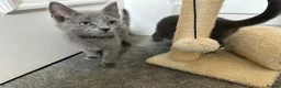 Russian Blue cats for sale: Russian Blue Kittens  - Advert 38