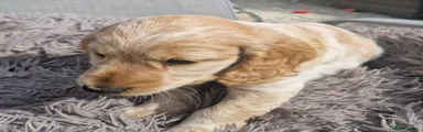 Cavalier King Charles Spaniel 6
