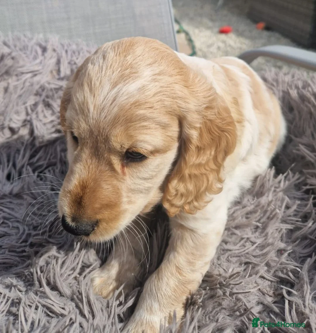 Cocker Spaniel dogs for sale: Cocker Spaniel Pups Looking for Forever Home in Edinburgh - Advert 2