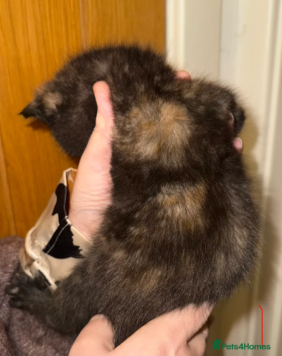 Maine Coon cats for sale: Gorgeous Maine Coon kittens in Southampton - Advert 2