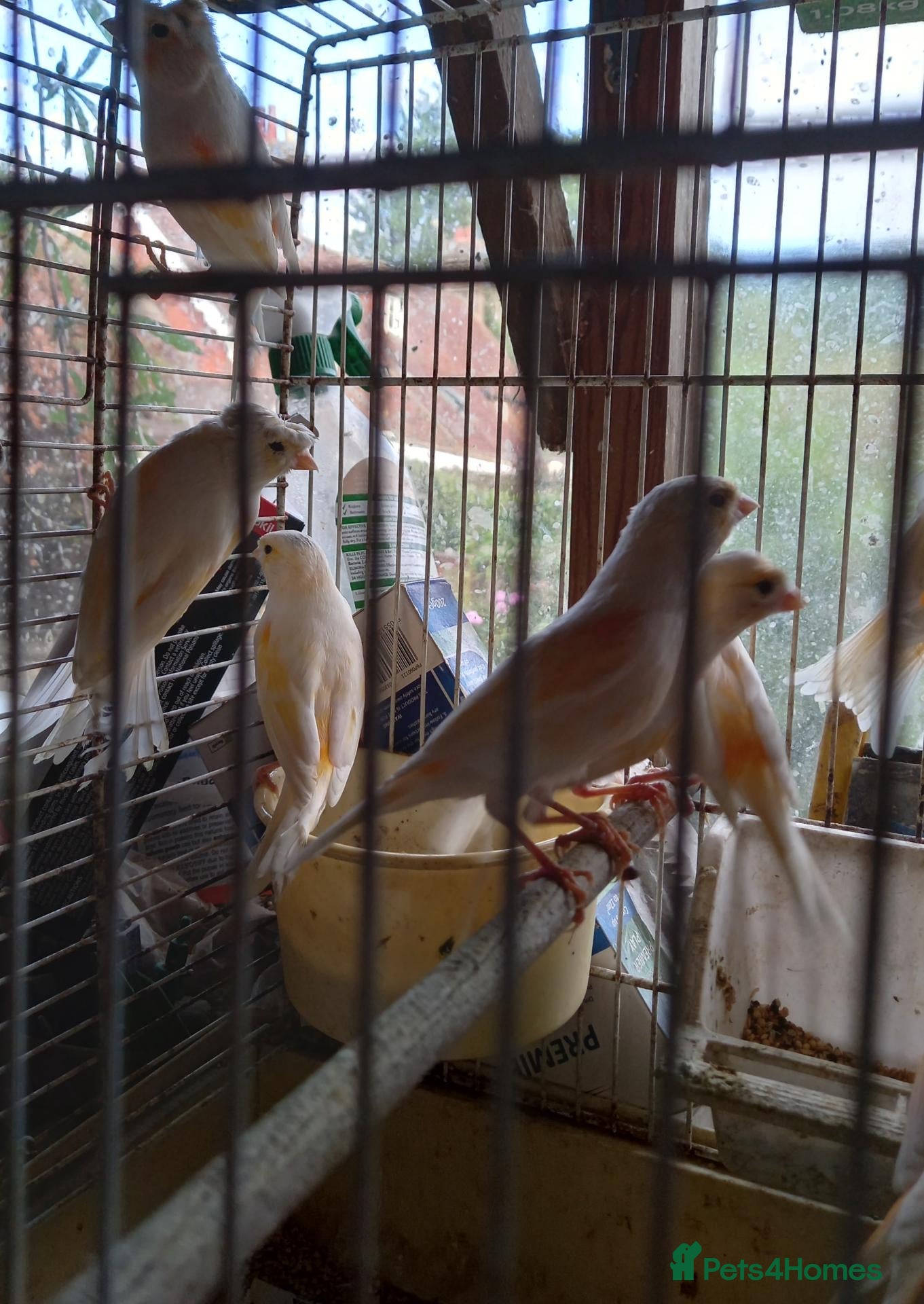Canaries birds Canaries  for  sale  - Advert 1