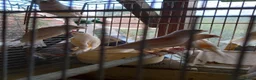 Canaries birds for sale: Canaries  for  sale  in Uckfield - Advert 1