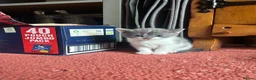 Mixed Breed cats for sale: 5 beautiful kittens  - Advert 10