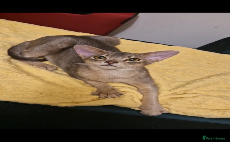 Abyssinian cats - Advert 1