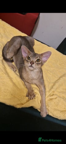 Abyssinian cats - Advert 1
