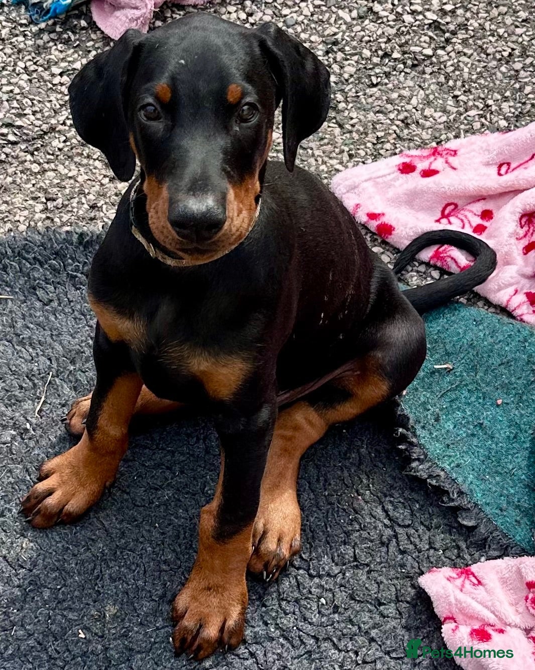 Dobermann dogs Health tested European puppies  - Advert 1