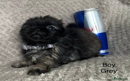 Mixed Breed dogs for sale: Tiny Pugingese pups  - Image 7