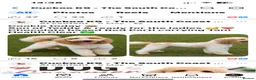 Labradoodle dogs for sale: Miniature labradoodle puppies  - Advert 11