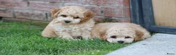 Cavapoochon dogs for sale: CAVAPOOCHON PUPPIES FOR SALE - Advert 3