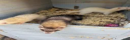 Ferret rodents for sale: Ferrets  - Advert 2