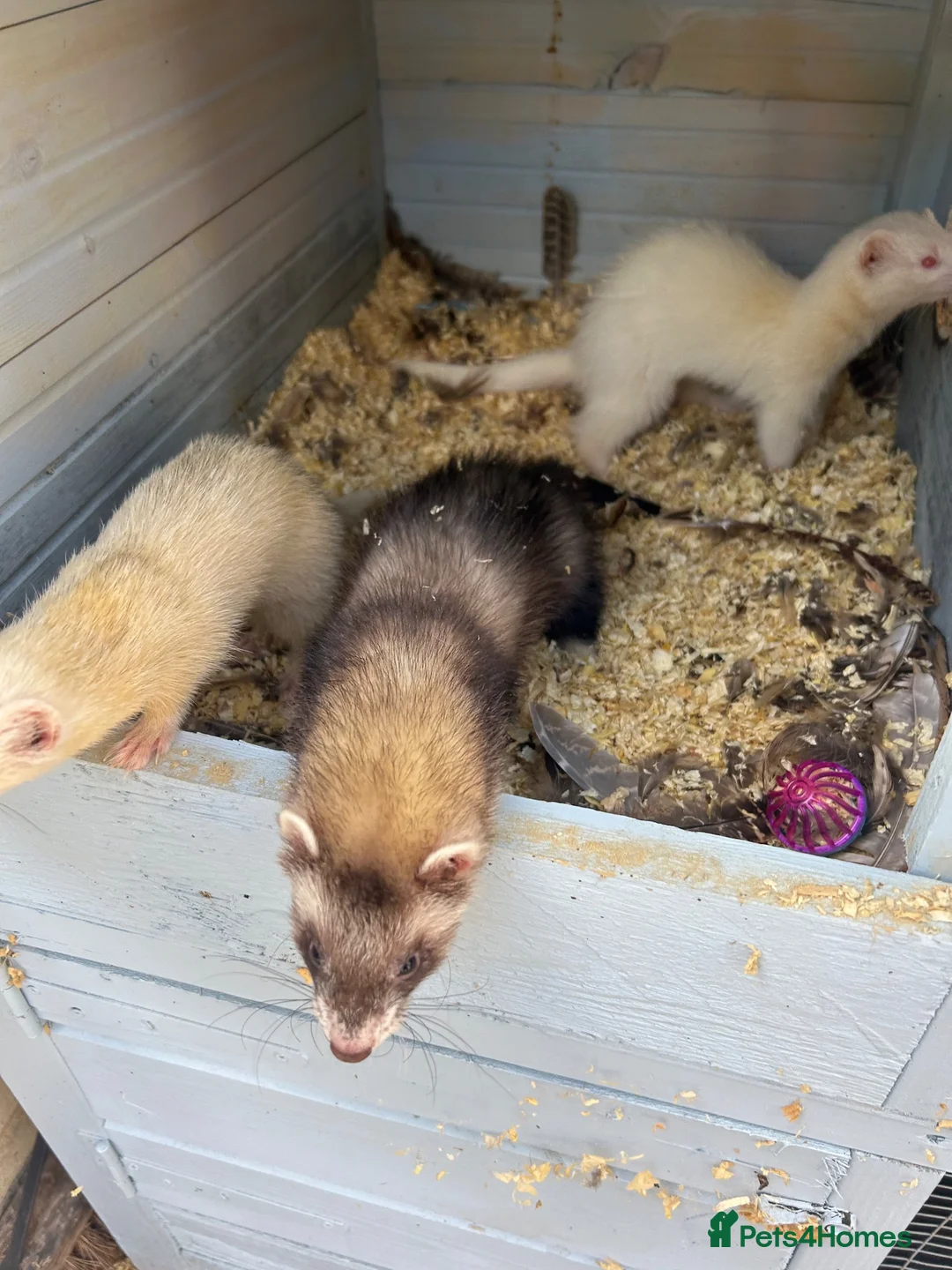 Ferret rodents for sale: Ferrets  - Advert 2