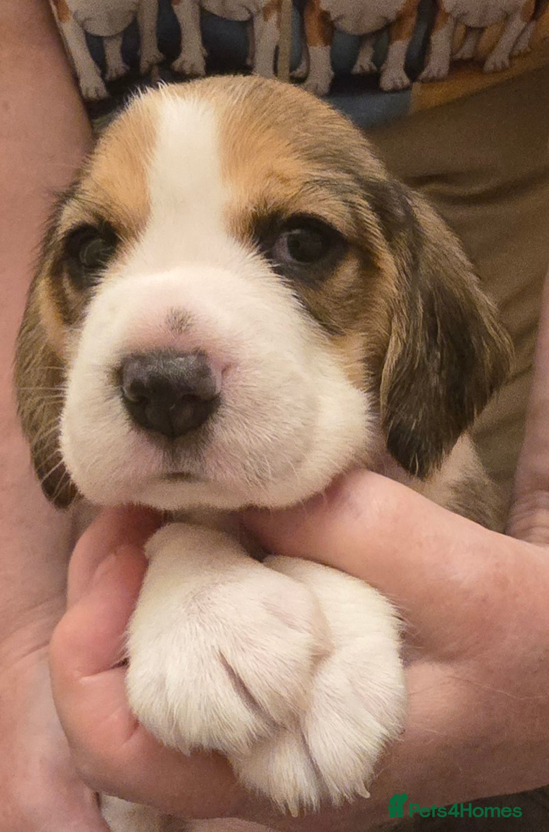 Beagle dogs for sale: KC registered Beagle pups, Rare Blue tri & tri - Advert 22