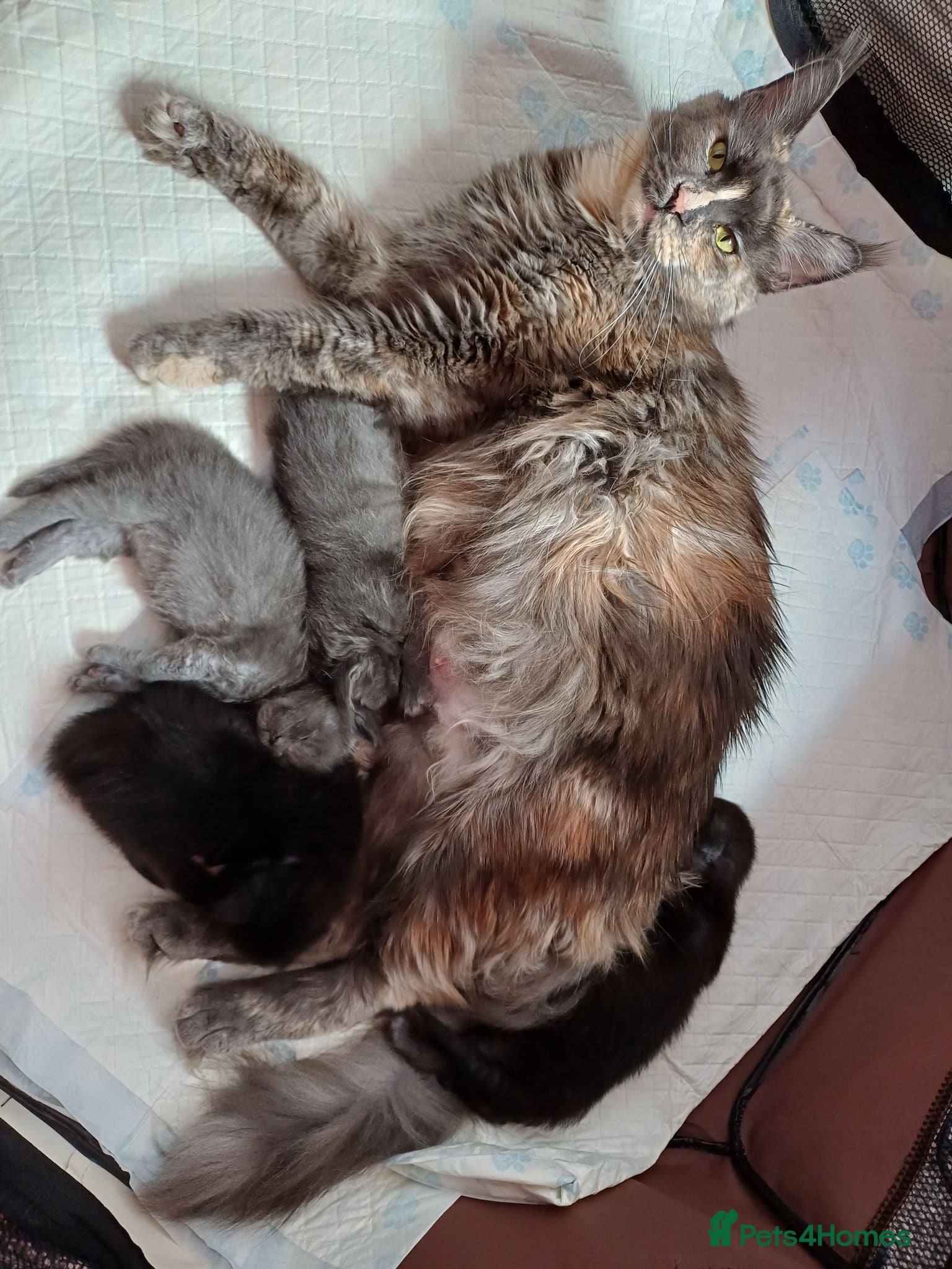 Maine Coon cats Pure breed Maine coon kittens - Advert 1