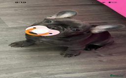 French Bulldog dogs for sale: Beautiful 7 month old blue French bulldog girl  - Image 3