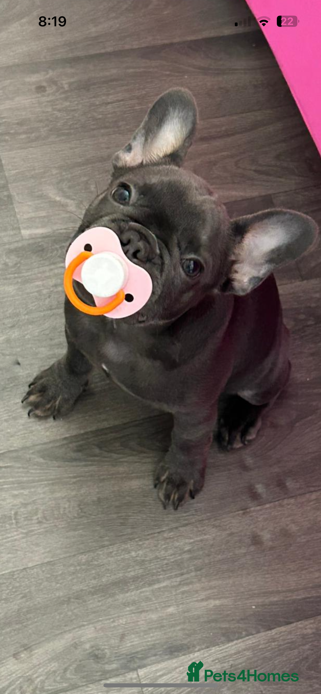 French Bulldog dogs for sale: Beautiful 7 month old blue French bulldog girl  - Image 3
