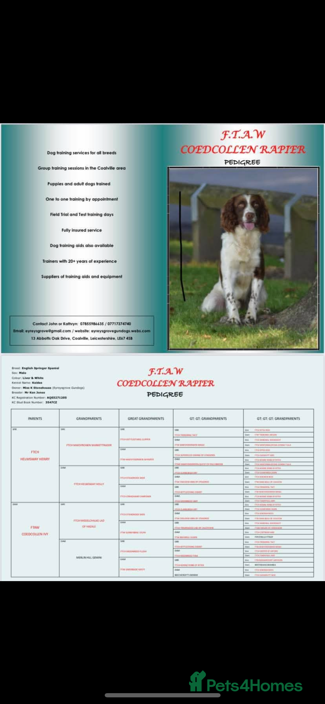 Sprocker dogs for sale: Beautiful sprocker puppies  - Image 12