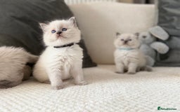 Ragdoll cats for sale: Stunning Bluepoint Ragdoll Kittens for sale - Image 23