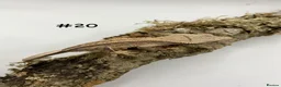 Gecko reptiles for sale: NEW Adult + Juvenile Crested Geckos + Lilly Whites - Advert 40