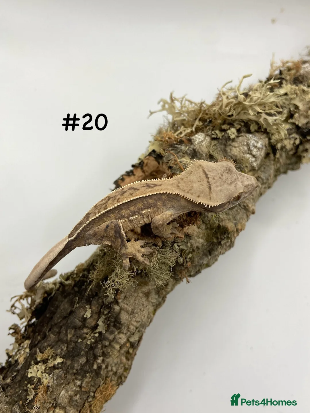 Gecko reptiles for sale: NEW Adult + Juvenile Crested Geckos + Lilly Whites - Advert 40