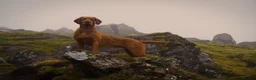 Hungarian Vizsla dogs for sale: Hungarian wirehaired vizsla pups for sale - Advert 8