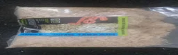 Corn Snake reptiles for sale: Albino corn snake in Barnsley - Advert 3