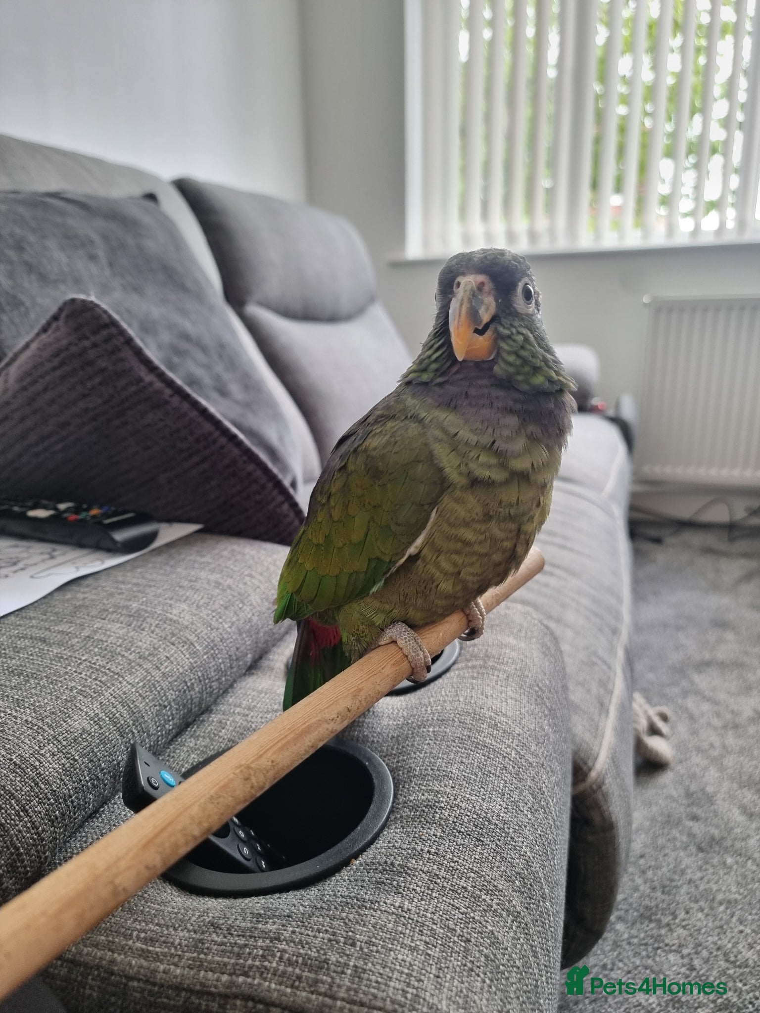 Parrots birds for sale: Maximilian pionus parrot  - Advert 2