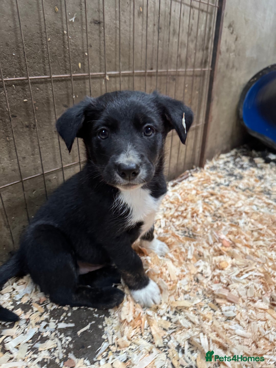 Border Collie dogs for sale: Bouncing border collies - Advert 18