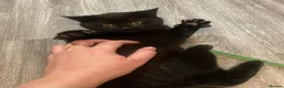 Mixed Breed cats for sale: Pure black cat with orange eyes - Advert 5