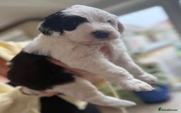 Sheepadoodle dogs for sale: Sheepadoodle Puppies -4 Female, 3 Male - Image 13
