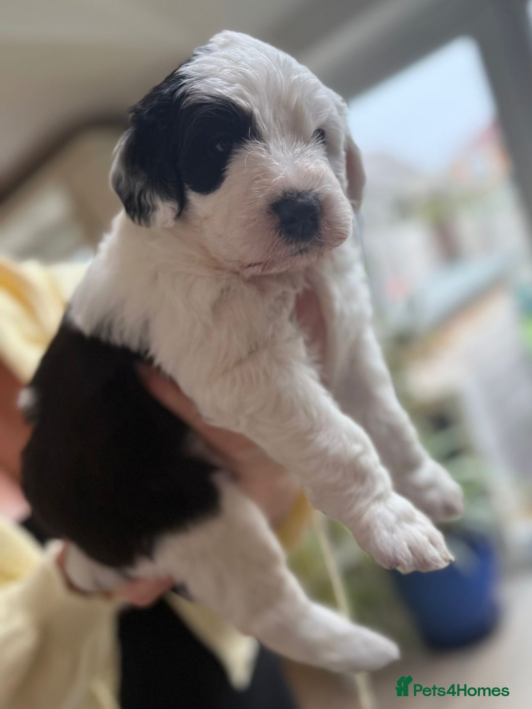 Sheepadoodle dogs for sale: Sheepadoodle Puppies -4 Female, 3 Male - Image 13
