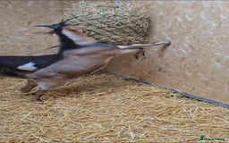 Goats livestock for sale: Billy Goat for sale - Image 3