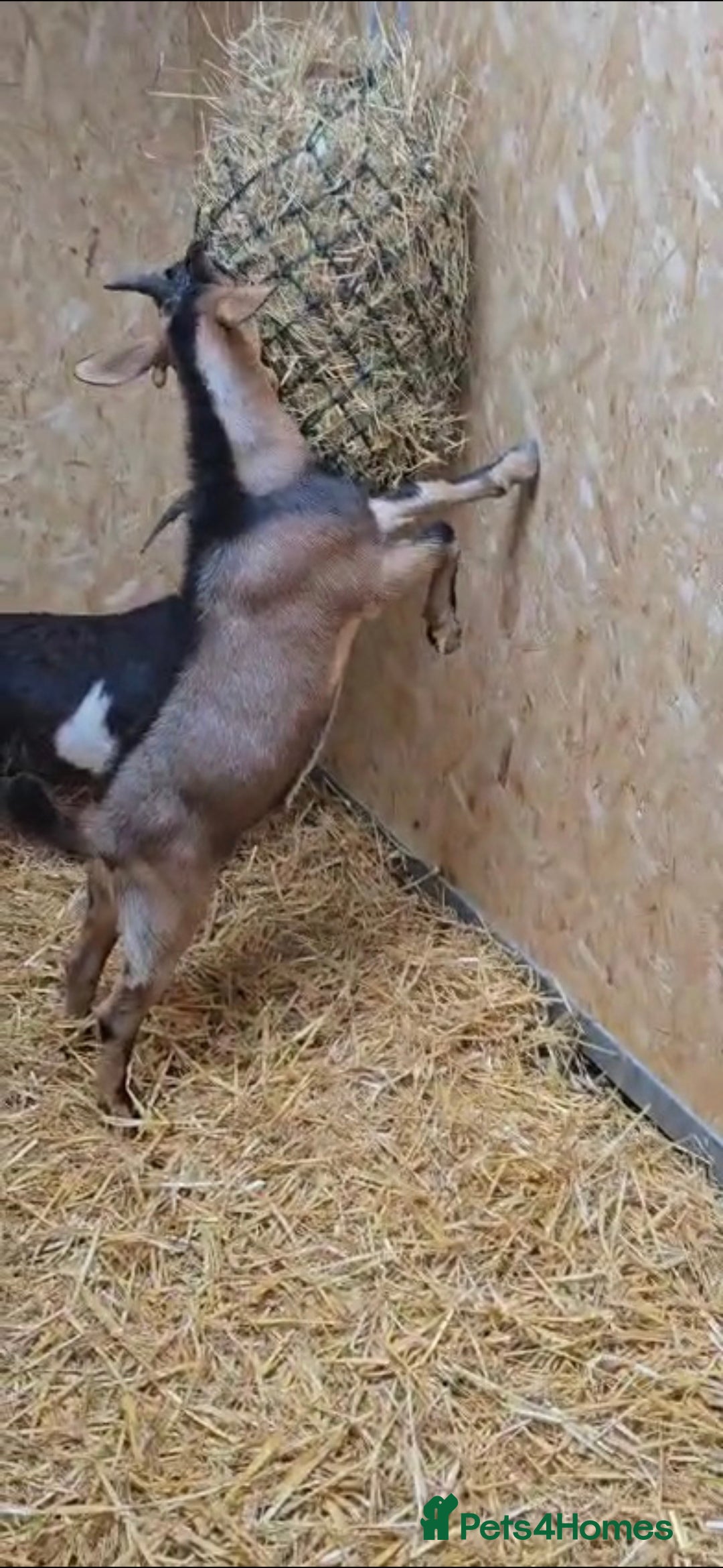 Goats livestock for sale: Billy Goat for sale - Image 3