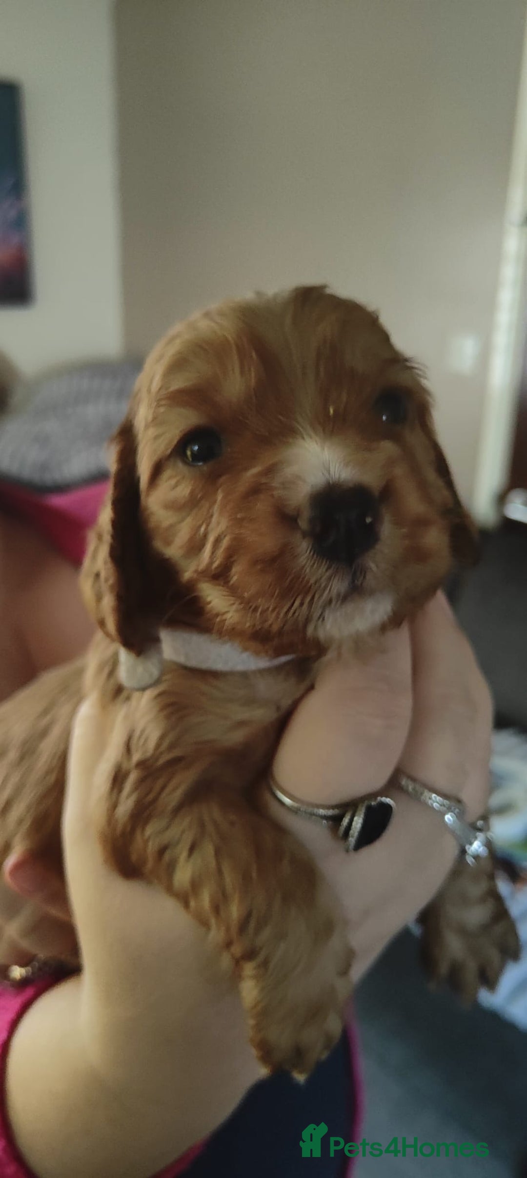 Cocker Spaniel dogs for sale: Gorgeous Cocker Spaniel pups  - Advert 5