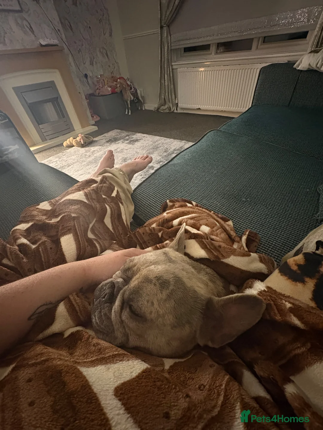 French Bulldog dogs for sale: Female French bulldog  - Advert 2