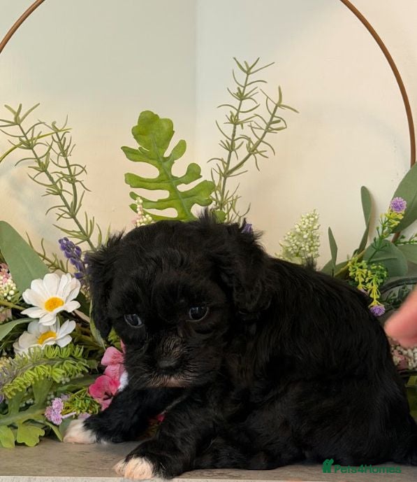 Cavapoo dogs F1 Cavapoo Puppies for sale 2 male 2 female  - Advert 2