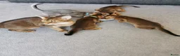 Abyssinian cats for sale: Beautiful Abyssinian Kitten ready for reservation  - Advert 18