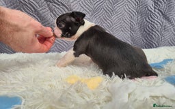 Boston Terrier dogs for sale: Superb litter of boston terriers. - Image 18