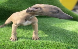 Whippet dogs for sale: Kc whippet pups  - Image 3
