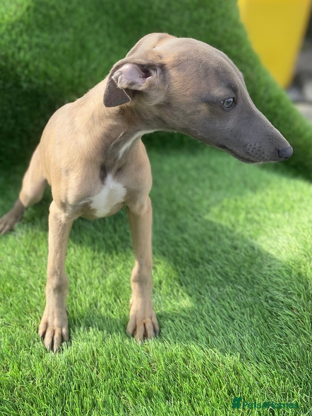 Whippet dogs for sale: Kc whippet pups  - Image 3