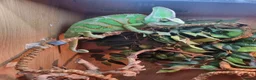 Chameleon reptiles for sale: CHAMELEONS 2 FEMALES LEFT - Advert 7