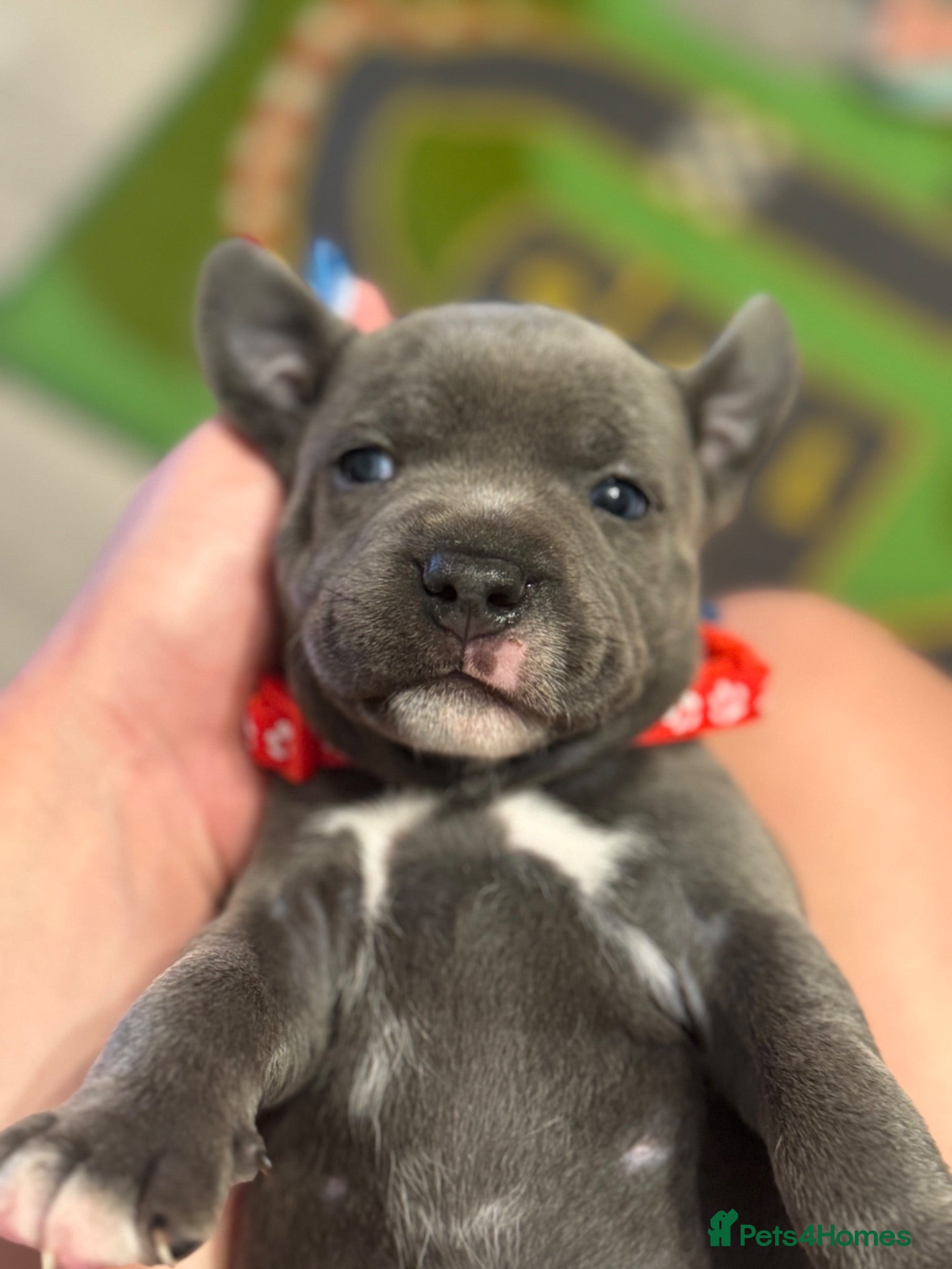 Staffordshire Bull Terrier dogs Staffy female for sale  - Advert 2